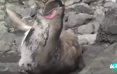 못돼쳐먹은 내 속을 가리려 활짝