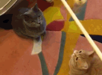 루루네 귀여운 냥이들