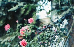 babe babe 너는 내 행운의 여신