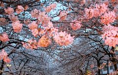 배경화면 짤풀이