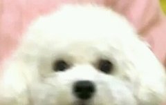 비비 내가 호로록먹을거야..