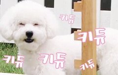 비비보다 별이가 더 예쁨