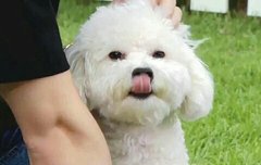 얘둘아. 비비 고백한다