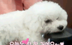 비비야 잘 자ㅠㅠㅠ