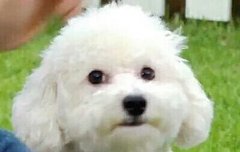 비비야 너 중성화했니