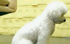 비비야 누나 너무 슬퍼ㅠㅠ