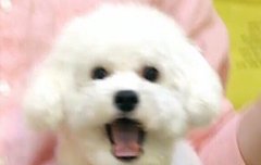 비 ! 비 ! 배 ! 고 ! 파 !