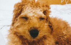 비비야 울집멍멍이랑 친해질래?