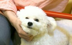 비비야 요새 엑톡 힘들다