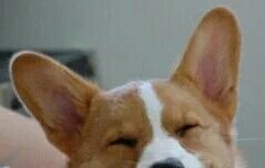 담에 인수따 깔면 팔로하셈