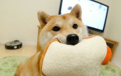 사슴 온니 나 심즈 하는데