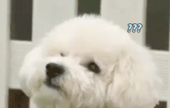 비비 ! 새해복 많이바당 '^'