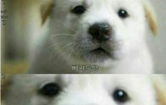 안녕하세요 타팬이예요