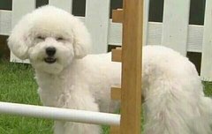 비비 다이죠부?