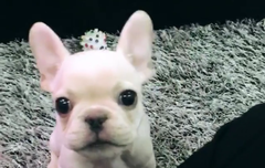 콘가는 별빛들~!!