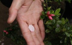 태용이는 벚꽃이야