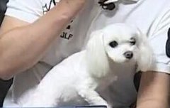 선호네는 강아지도 잘생김