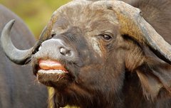 버팔로 이렇게 생김