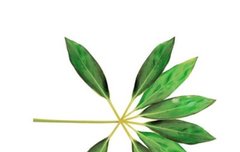 헐 월계수 잎 의미 ㅠㅠ