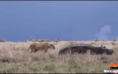 나 빅스 닮은 동물짤 가져왔어