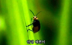 안녕!타팬인데