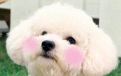 비비야 보고 싶어