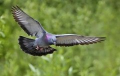 둘기1호언냐봤냐?ㅜㅜ