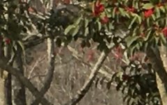 ㅇㄴㅅㅍㄹ 광고 목격담