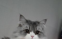 냥이를찾습니다