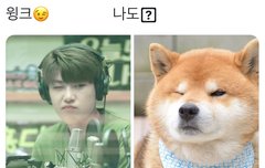 ㅅㅣ바견 ㅠㅠㅠㅠ바구진 ㅠㅠ황구 ㅠㅠ