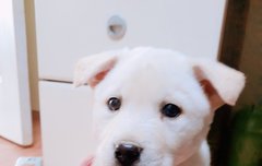 오늘 댕댕이 왔당