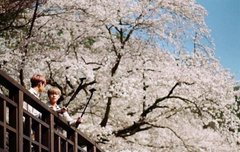 ㅂㅌㅌㄹ 목격 또떴다.....(영화포스터인줄)