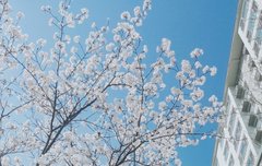 출근 하는데 벚꽃