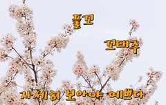 풀꼬 -꼬태주
