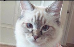 멋쨍이 고냥이❤️