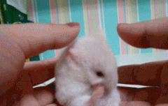 아 이 햄깅이 박우진이랑 존똑 ㅠㅠ