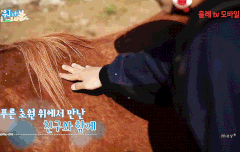 말이 무섭찌만 만져보고는 싶꼬