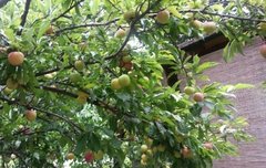 우리집에 자두나무있어.