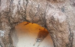 앞 발 쭉 뻗어 엎드려 쉬는