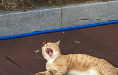 정국으로 도배한 내페토랑 맞팔할싸람ㅎㅎ