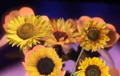 꼬랑단의 2019년 소원