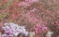 곧 다가오는 졸업시즌 오랜만에 보는 넥물참 졸사