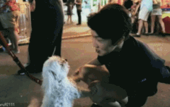 강아지에이어 갈매기