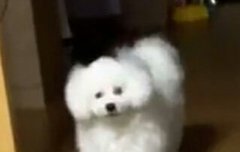 새호니양 생일 축하행