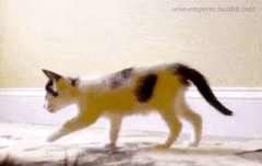 이거 ㄹㅇ 차이석이랑 야바ㅋㅋㅋㅋ