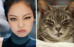 제니 고양이 맞네