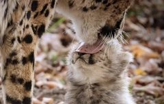 엔네아드 토욜까지 언제ㅜ기다리냐...