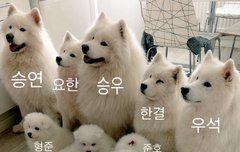 강아지 11식구들