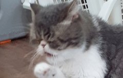 고양이 카페 갔을 때