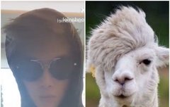 강다니엘 알파카st